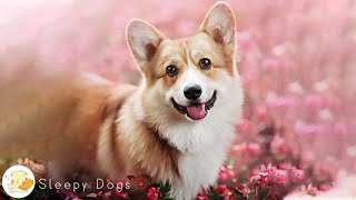 Deep Separation Anxiety Music for Dog Relaxation! 💖 Relaxing Sleep Music