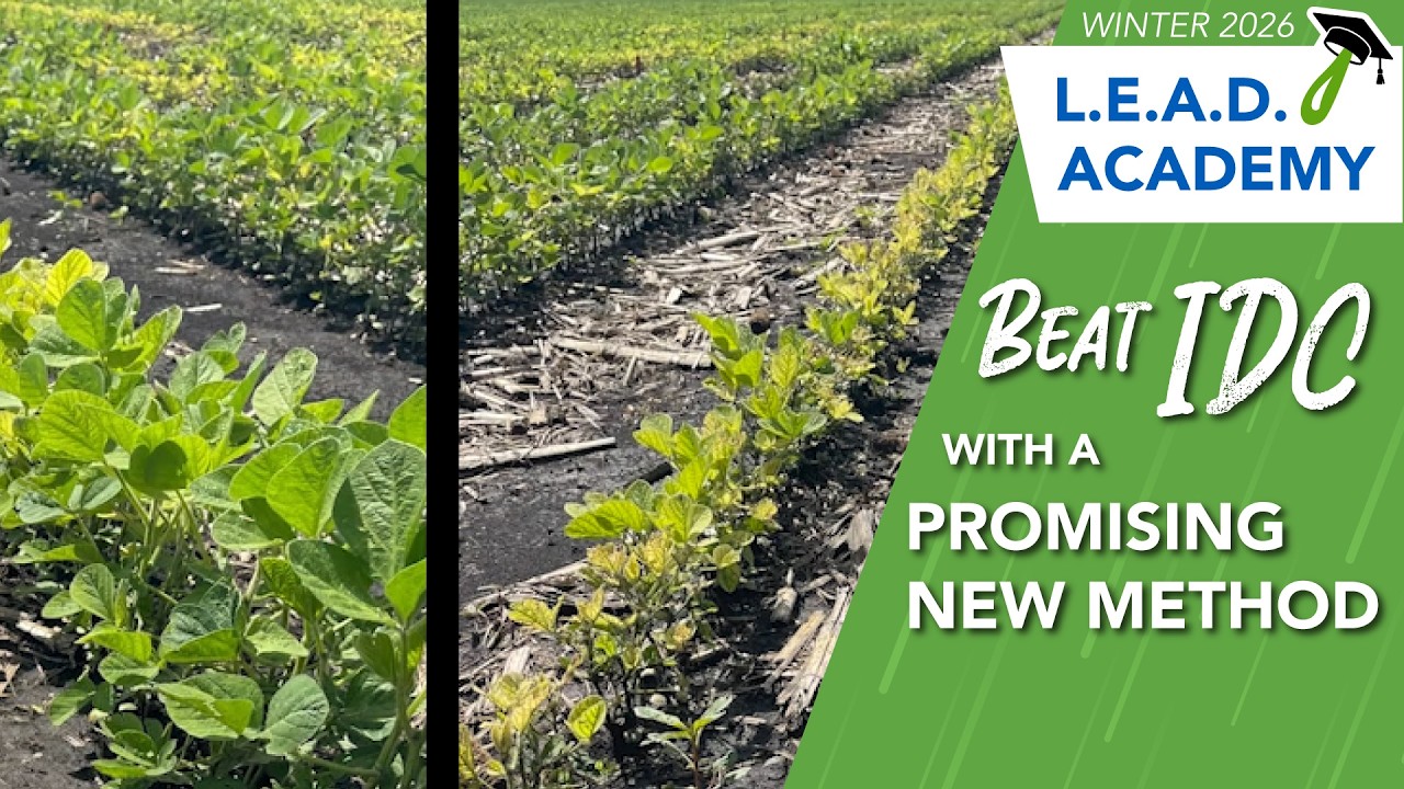 Iron Deficiency Chlorosis Insights: A New Approach to Solve an Old Challenge