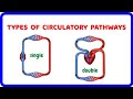 single vs. double circulatory system