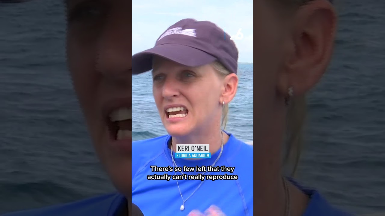 Coral Gables' Iconic Venetian Pool Reopens After Renovations