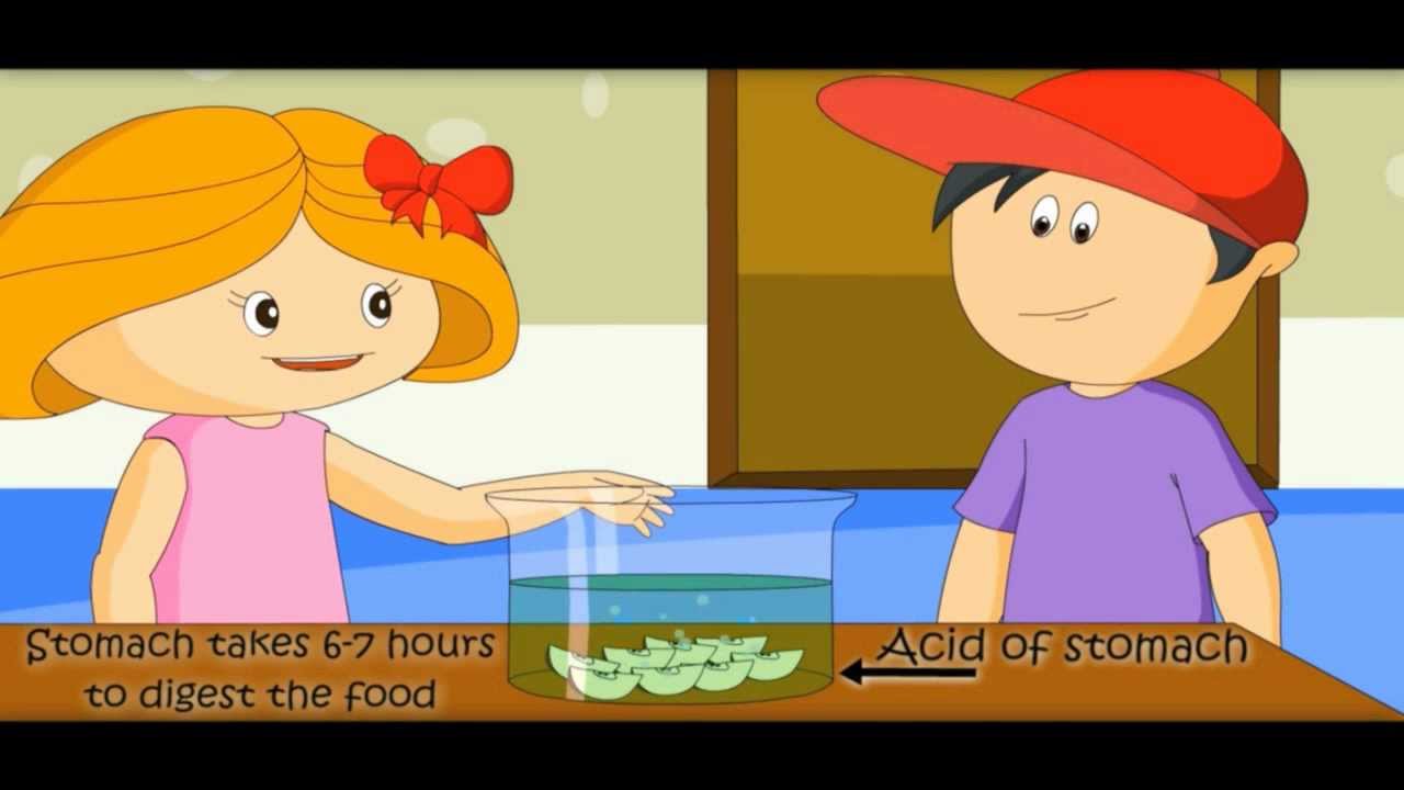 Digestive System -Human Body for Kids-How Body Works- makemegenius.com