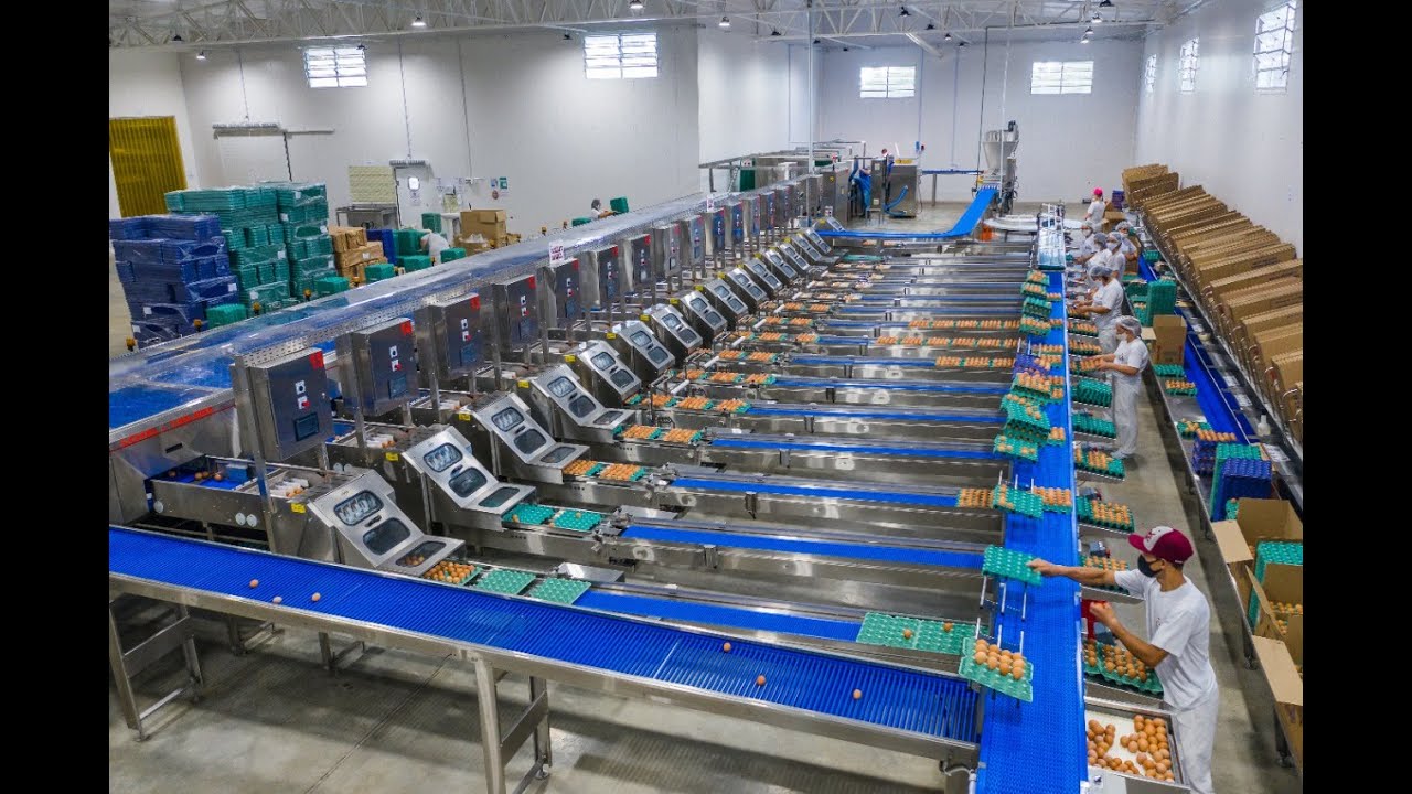 Classificadora de Ovos CHSL-180.000 com embaladoras C-3.0