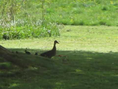Gråand og hendes ællinger