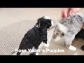 Mini Bernedoodle dogs for sale: Dasher - Video 1