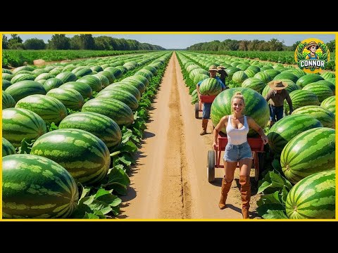 How Farmers Harvest Millions Of Tons Of Watermelon | An Incredible Journey From Field to Packaging