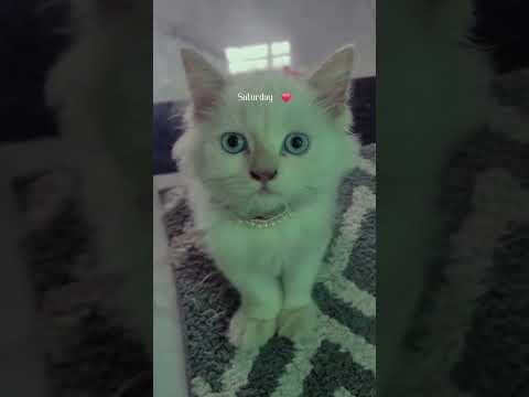 LOVE ME THODA !! ✨️🙂‍↔️♥️#cute #love