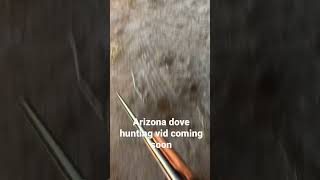 Dove hunting on an Arizona evening
