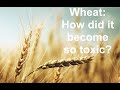 Wheat: How did it become so toxic?