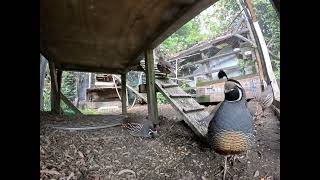 California Quail posing for the camera