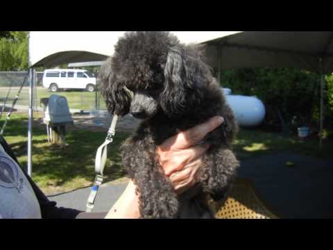 Corbin Boy, an adopted Poodle in Houston, TX_image-1