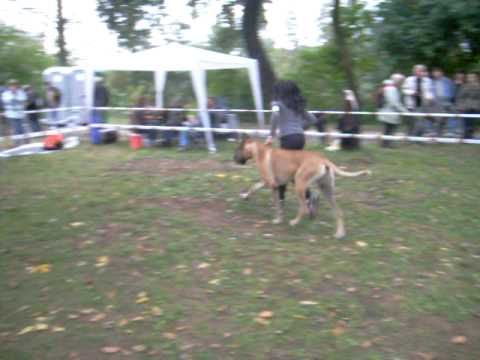 download lagu mp3 mp4 Hector The Great Dane, download lagu Hector The Great Dane gratis, unduh video klip Hector The Great Dane