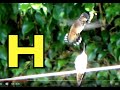 ALPHABET ANIMALS PHONICS ALPHABET SONG Part 71 EDUCATIONAL KIDS