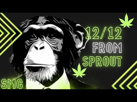 Auto Flower and Photo Period's started on a 12/12 from sprout with AMAZING RESULTS!!!