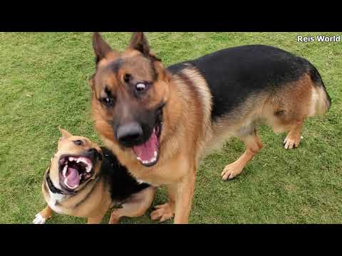 GERMAN SHEPHERD JERICHO WRESTLING DOG PARK 2021
