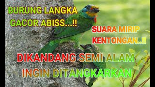 Download lagu The endangered Tulungtumpuk Takur bird in a mini semi-natural cage is gacor and wants to be bred. mp3