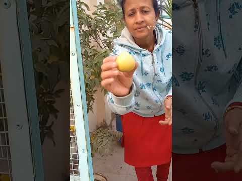 , title : 'Gardening/harvesting guava #terracegardening #organicvegetables #gardening.'
