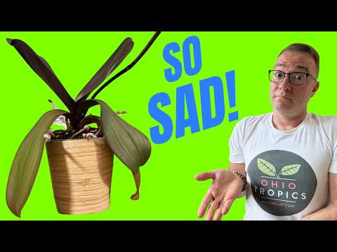 Droopy Orchid Leaves? Here's What Your Plant is Telling You