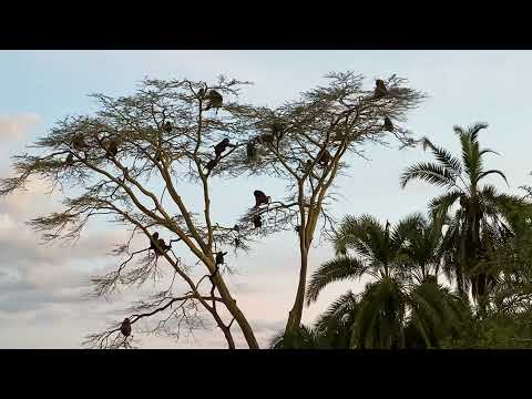 Baboons getting ready to sleep