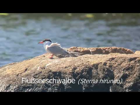 Eringsboda (SE) 11.-16.6.2023 / Excursion in 1 Minute