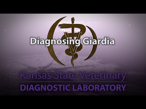 Giardia treatment vomiting