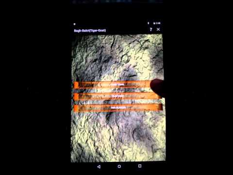 Bagh-Bakri (Tiger-Goat) Video