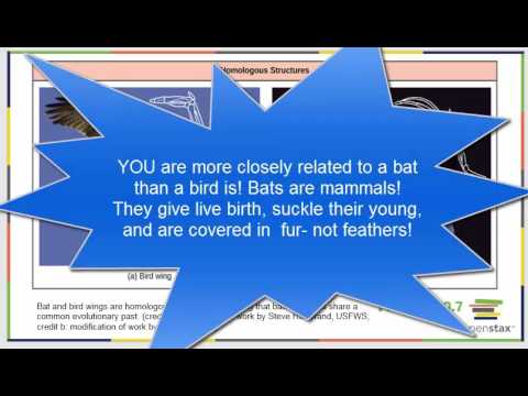 Bio 182 OpenStax Chapter 20