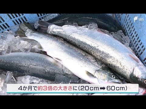 城ヶ崎サーモン　SBSnewsで紹介されました。