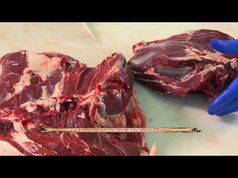 Old World Game Meat for Deer Processing Training DVDs
