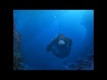 Life Could Be Dream Monkey Swimming Meme Better Quality