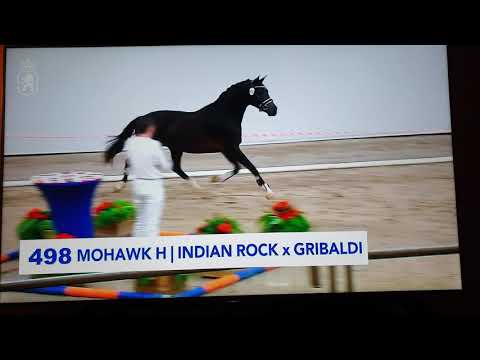 Mohawk H hengst v. Indian Rock x elite Gribaldi.