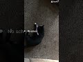 I Wish I Was A Cat Cat Tuxedo Blackcat Leocat