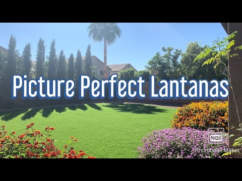 How to get Lantanas looking their Best!  #lantanas #howto #seasonalcare
