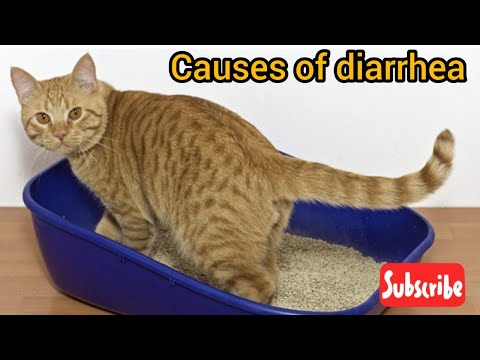Causes of diarrhea in kittens | Diarrhea in cats | Diarrhea reasons | How to prevent diarrhea