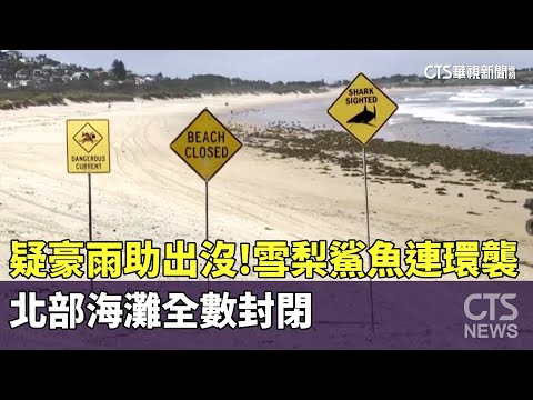 疑豪雨助出沒！雪梨鯊魚連環襲　北部海灘全數封閉
