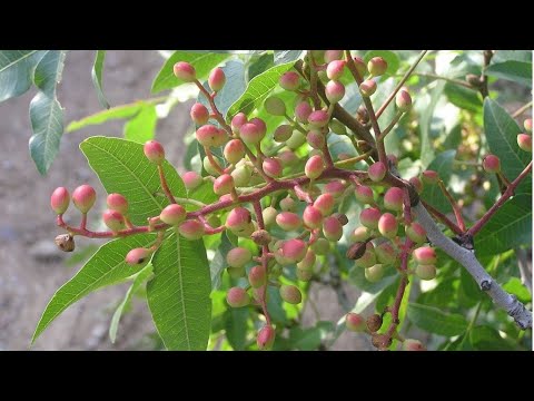 Do You Know This Fruit is Edible?