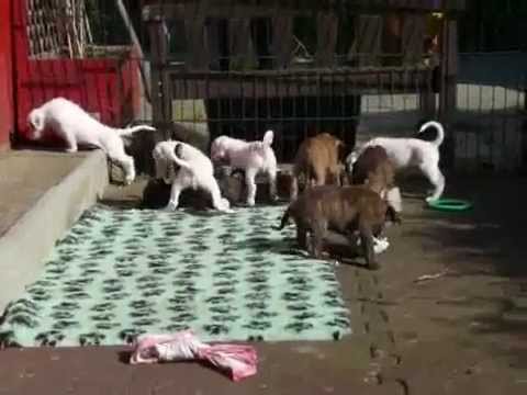 Der Kampf um das Handtuch