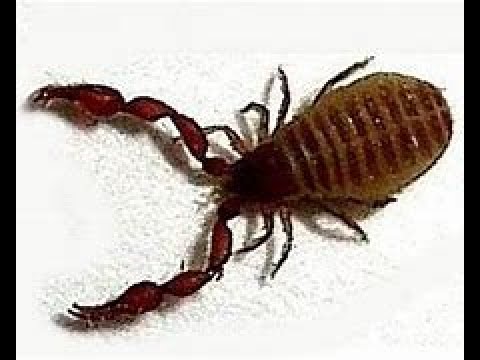 Ist das Experiment "Bücherskorpione" gescheitert?