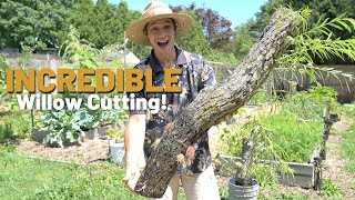 Biggest Willow Cutting We've Ever Grown!! I CANT BELIEVE THIS WORKED
