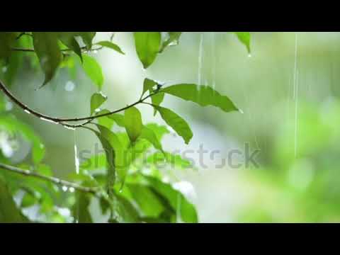 raining shower in the dense forest, close-up of rainfall in jungle