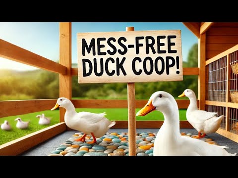 No more messy duck coop. How to raise beautiful clean ducks on a budget