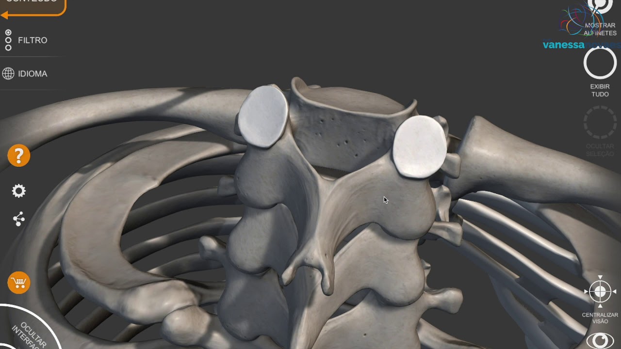 Anatomia da Coluna Vertebral