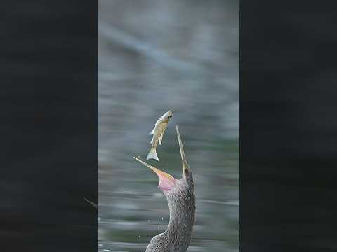 MUST SEE!! Snake Bird Flips Fish 4 Times in 1 Second - Super Slow Motion Action