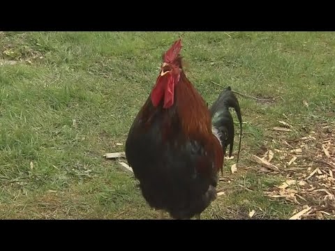 Fighting for the farm: B.C. couple battles to raise chickens