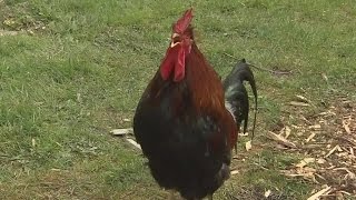 Fighting for the farm: B.C. couple battles to raise chickens
