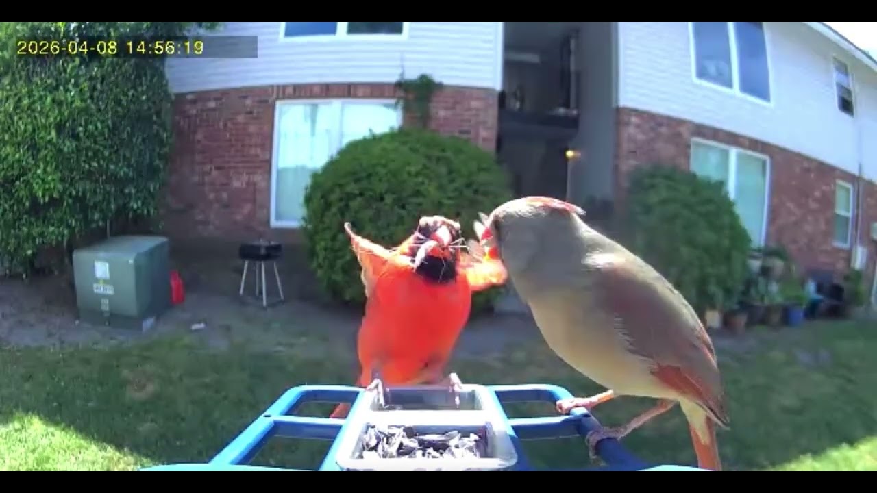 Cardinal Drops Off Treat For His Lady || ViralHog