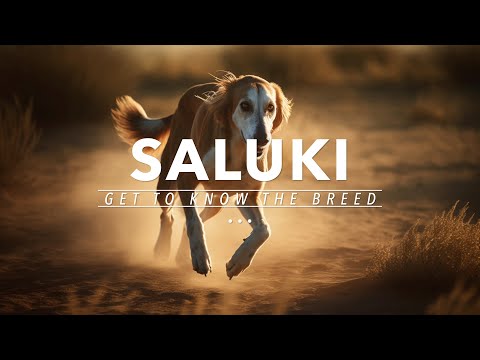 GET TO KNOW: THE SALUKI DOG