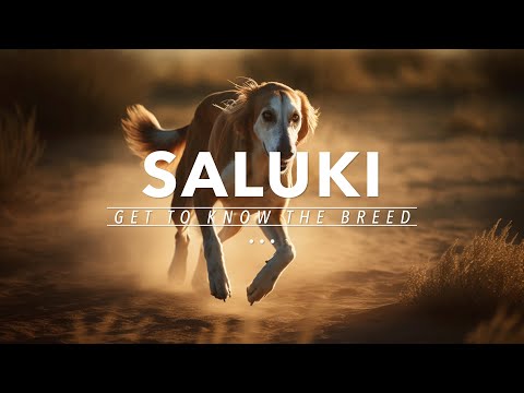 The Saluki: The Ancient Dog That Roamed With Kings