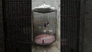 Download lagu harga murah burung murai gacor #brids #hargaburung #pasarburungindonesia #shorts mp3