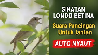 Download lagu Suara Sikatan Londo Betina Pancingan Untuk Jantan! mp3 Download lagu Suara Sikatan Londo Betina Pancingan Untuk Jantan! mp3