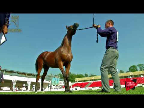 N.39 EDMUND - 2017 Pride Of Poland - Yearling Colts (Class 4)